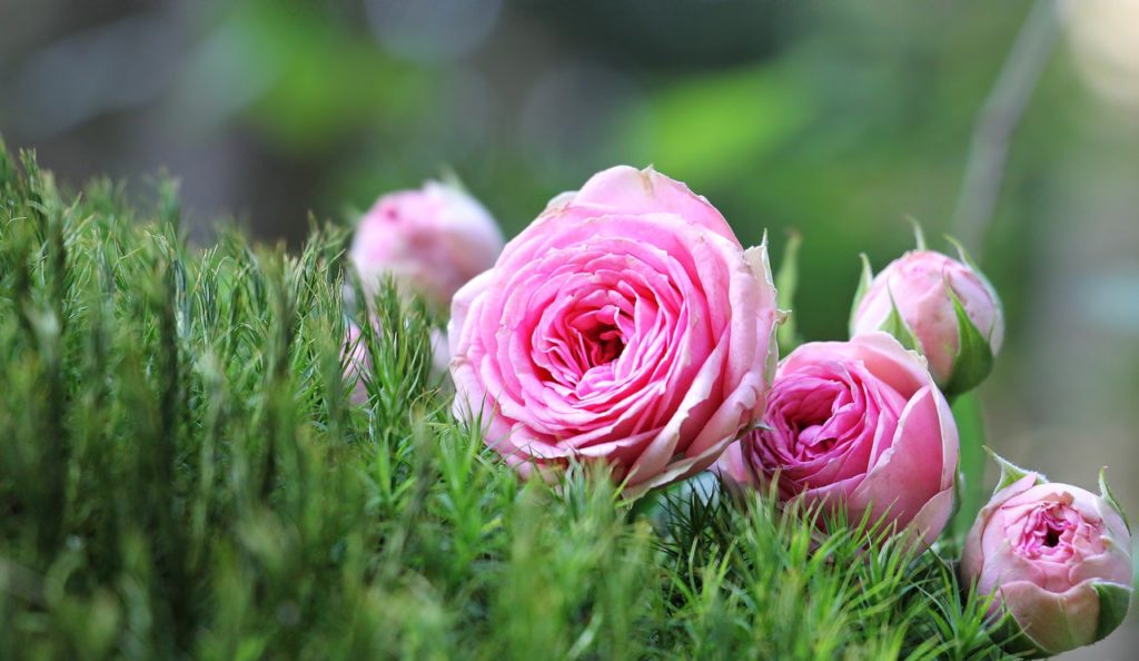 5 tips for planting roses